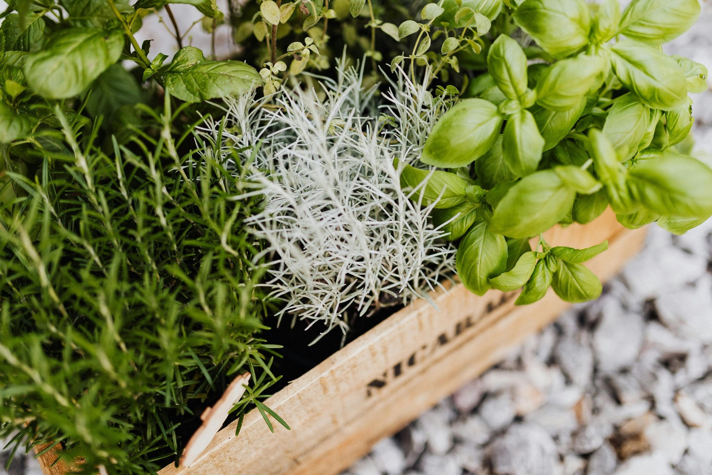 A wooden planter box filled with fresh herbs, including rosemary, basil, and thyme. Ideal for landscaping in Vallejo, California, where the best landscaping companies cultivate vibrant gardens.