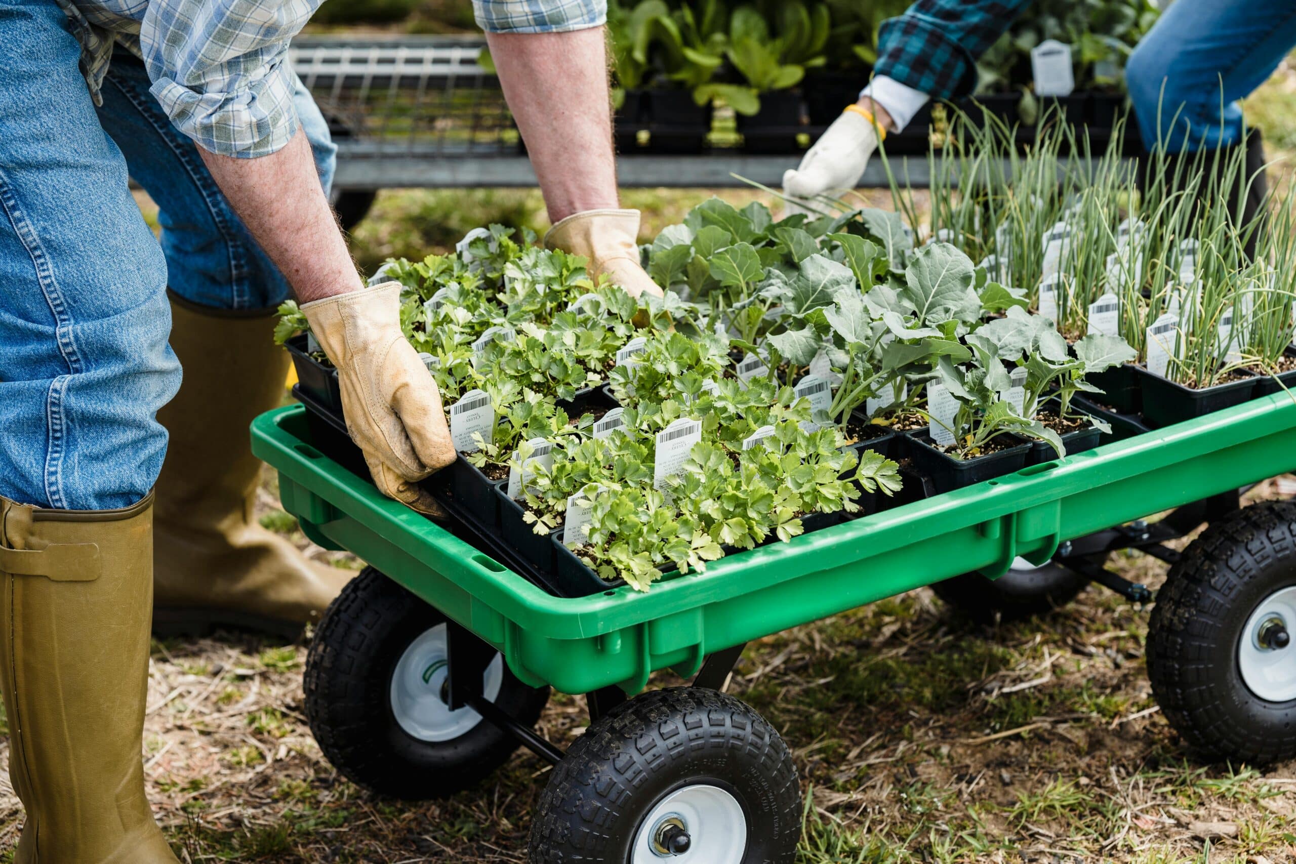 Gardeners load a green wagon with seedlings, including leafy greens and onions. A scene related to finding the best landscaping companies in Dixon, California.